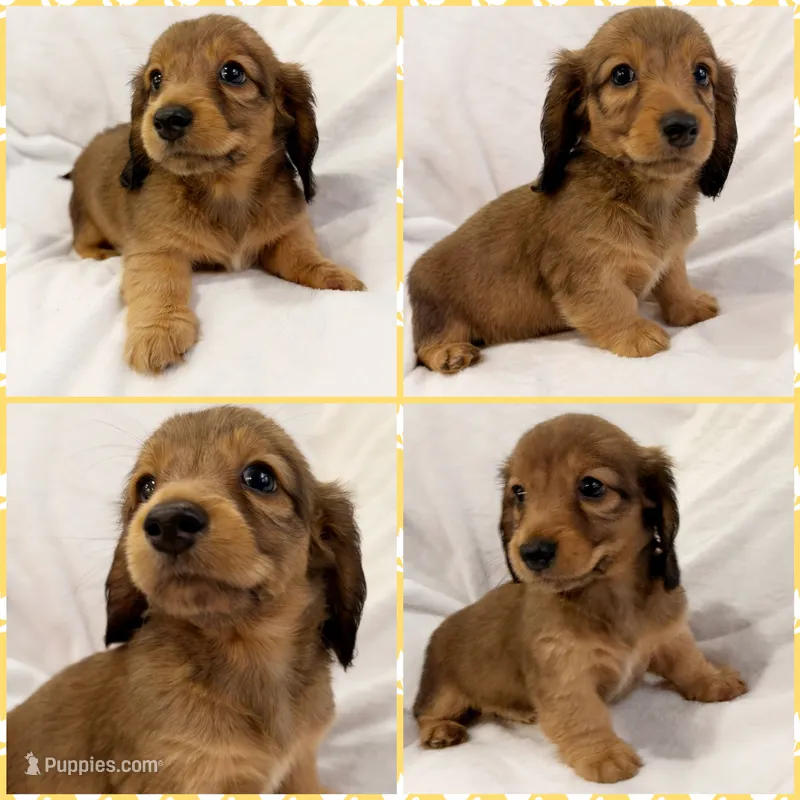 AKC shaded cream female – Miniature Dachshund puppy for sale in Cumming, GA