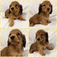 AKC shaded cream female, a female Miniature Dachshund for sale in Cumming, GA – 1 of 9