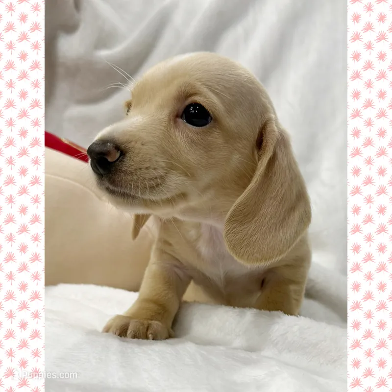 AKC ee cream female – Miniature Dachshund puppy for sale in Cumming, GA