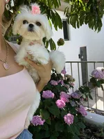 Luna, a female Maltese for sale in San Diego, CA – 3 of 5