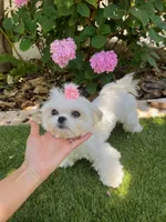 Luna, a female Maltese for sale in San Diego, CA – 5 of 5