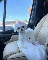 Luna, a female Maltese for sale in San Diego, CA – 2 of 5