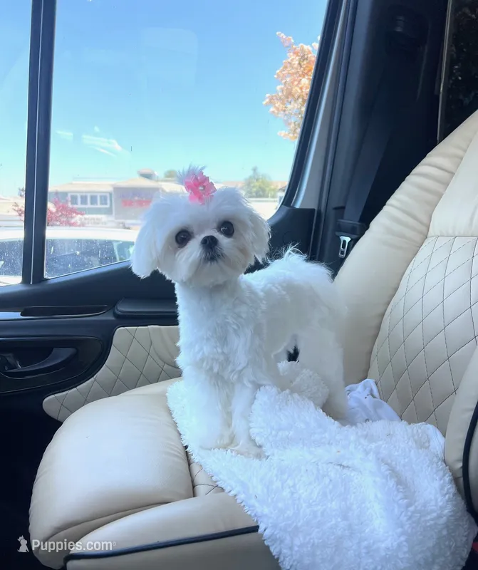 Luna – Maltese puppy for sale in San Diego, CA