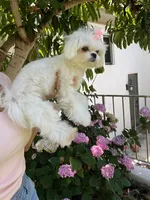 Luna, a female Maltese for sale in San Diego, CA – 4 of 5