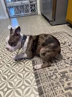 Bee, a female Boston Terrier for sale in Crestview, FL – Photo 4 of 4