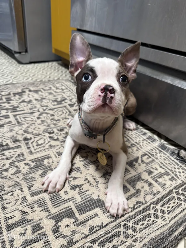 Bee – Boston Terrier puppy for sale in Crestview, FL