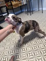 Bee, a female Boston Terrier for sale in Crestview, FL – Photo 2 of 4