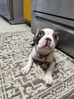 Bee, a female Boston Terrier for sale in Crestview, FL – Photo 3 of 4