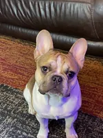 Finley, a male French Bulldog for sale in Syracuse, NY – 6 of 7