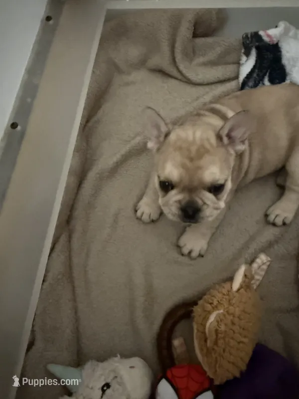 Reese – French Bulldog puppy for sale in Syracuse, NY