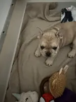 Reese, a male French Bulldog for sale in Syracuse, NY – 1 of 3