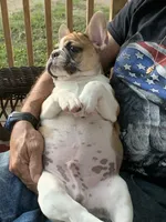 Finley, a male French Bulldog for sale in Syracuse, NY – 4 of 7