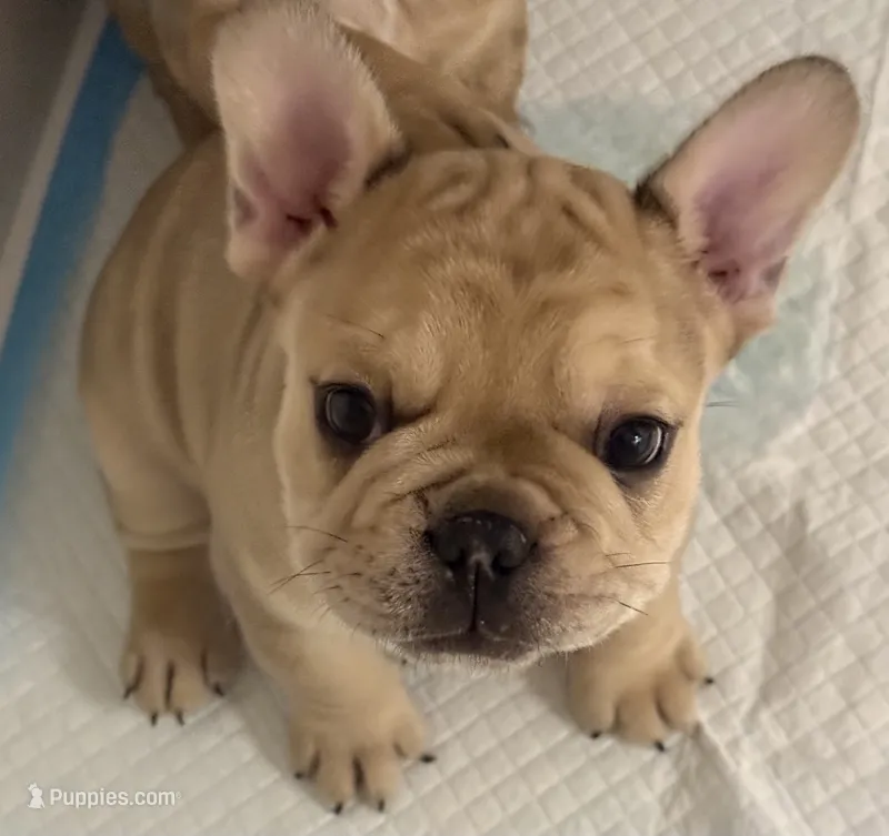 Reese – French Bulldog puppy for sale in Syracuse, NY