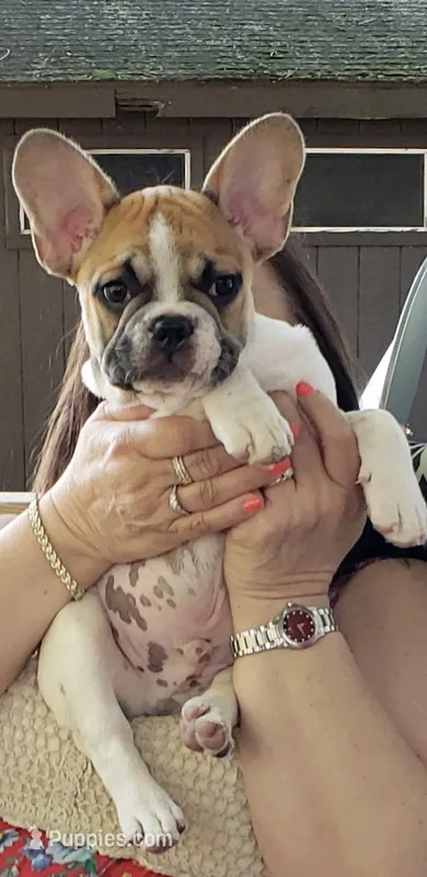 Finley, a male French Bulldog for sale in Syracuse, NY – 1 of 7
