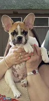 Finley, a male French Bulldog for sale in Syracuse, NY – 1 of 7