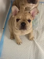 Reese, a male French Bulldog for sale in Syracuse, NY – 3 of 3