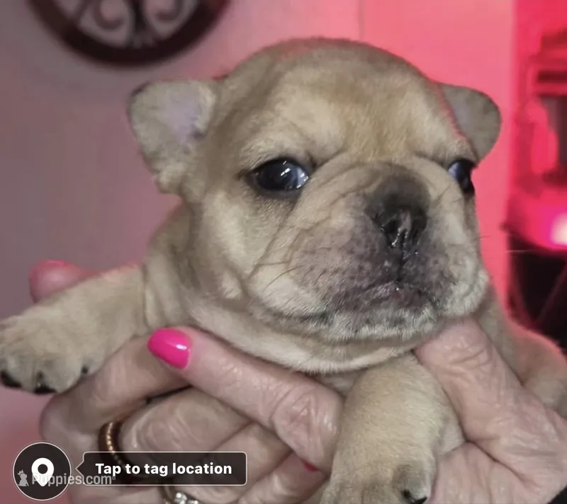 Reese – French Bulldog puppy for sale in Syracuse, NY