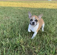 Finley, a male French Bulldog for sale in Syracuse, NY – 7 of 7