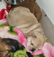 Reese, a male French Bulldog for sale in Syracuse, NY – 2 of 3