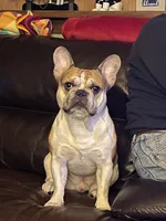 Finley, a male French Bulldog for sale in Syracuse, NY – 3 of 7