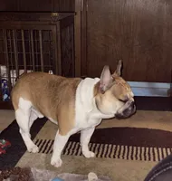 Finley, a male French Bulldog for sale in Syracuse, NY – 5 of 7
