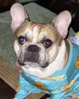 Finley, a male French Bulldog for sale in Syracuse, NY – 2 of 7