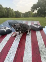 Livi, a female Chihuahua for sale in Lone Grove, OK – 2 of 5