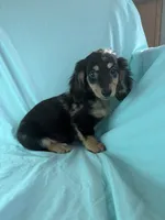 Megs AKC, a female Miniature Dachshund for sale in Lone Grove, OK – 1 of 6