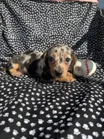 Cassie, a female Miniature Dachshund for sale in Lone Grove, OK – 2 of 6