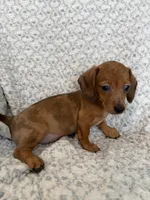 Lilly , a female Miniature Dachshund for sale in Lone Grove, OK – 2 of 4