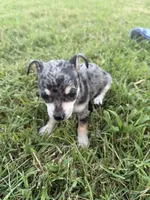 Livi, a female Chihuahua for sale in Lone Grove, OK – 4 of 5