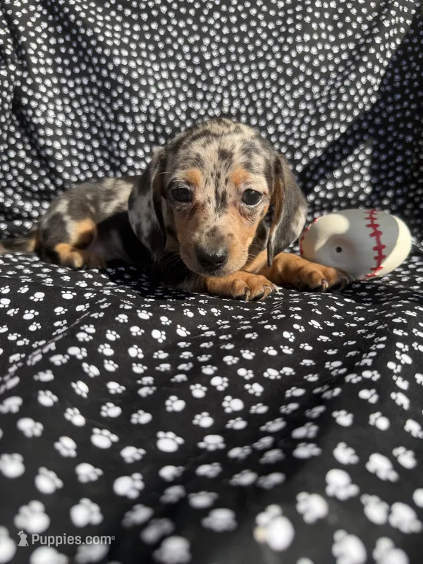 Cassie – Miniature Dachshund puppy for sale in Lone Grove, OK