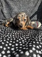 Cassie, a female Miniature Dachshund for sale in Lone Grove, OK – 1 of 6