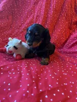 Hailey , a female Miniature Dachshund for sale in Lone Grove, OK – Photo 2 of 5