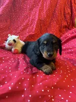 Hailey , a female Miniature Dachshund for sale in Lone Grove, OK – Photo 5 of 5
