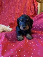 Hailey , a female Miniature Dachshund for sale in Lone Grove, OK – Photo 3 of 5