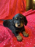 Hailey , a female Miniature Dachshund for sale in Lone Grove, OK – Photo 1 of 5
