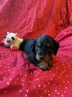 Hailey , a female Miniature Dachshund for sale in Lone Grove, OK – Photo 4 of 5