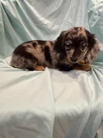 Mady AKC, a female Miniature Dachshund for sale in Lone Grove, OK – 2 of 8