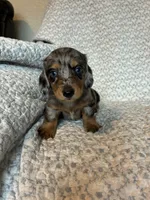 Hudson, a male Miniature Dachshund for sale in Lone Grove, OK – 1 of 6