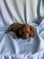 Bailey , a female Miniature Dachshund for sale in Lone Grove, OK – 1 of 3