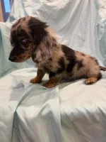 Mady AKC, a female Miniature Dachshund for sale in Lone Grove, OK – 6 of 8