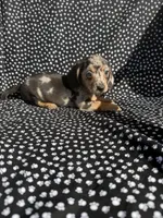 Chloe, a female Miniature Dachshund for sale in Lone Grove, OK – 6 of 6