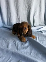 Bray, a male Miniature Dachshund for sale in Lone Grove, OK – 2 of 3
