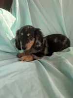 Megs AKC, a female Miniature Dachshund for sale in Lone Grove, OK – 4 of 6
