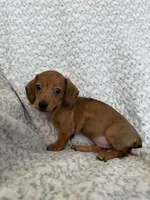 Lilly , a female Miniature Dachshund for sale in Lone Grove, OK – 3 of 4