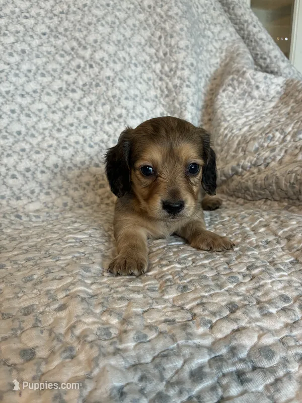 Hailey  – Miniature Dachshund puppy for sale in Lone Grove, OK
