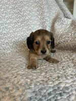 Hailey , a female Miniature Dachshund for sale in Lone Grove, OK – 1 of 5
