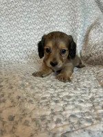 Hailey , a female Miniature Dachshund for sale in Lone Grove, OK – 4 of 5