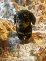 Meg AKC, a female Miniature Dachshund for sale in Lone Grove, OK – Photo 4 of 8